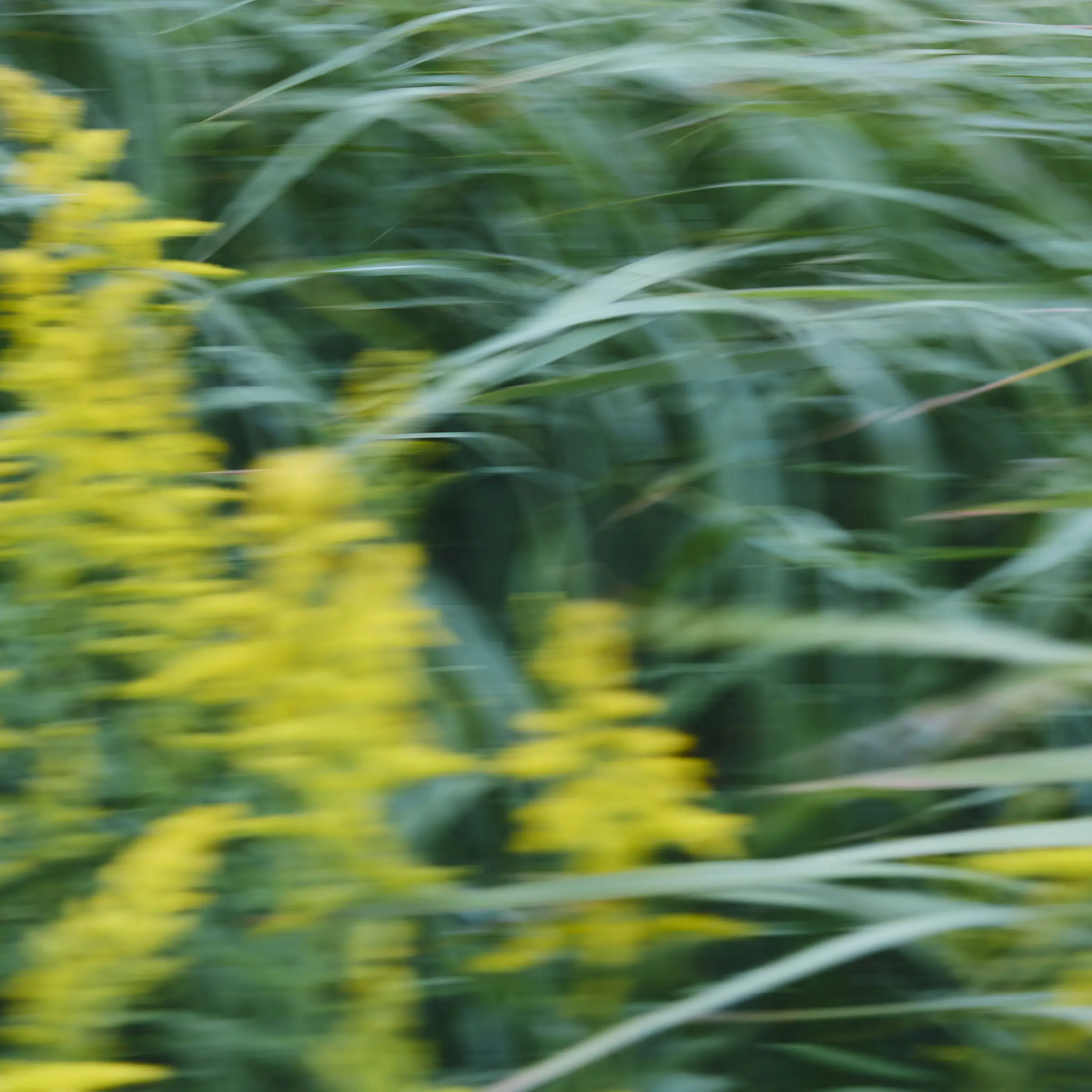 自然観を巡る読書会